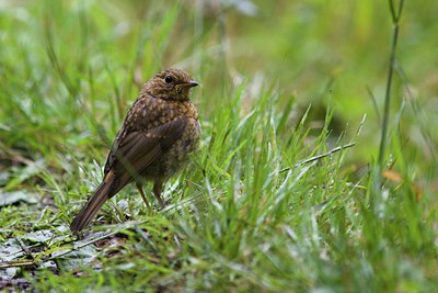 BUITEN BEELD Foto: 108545