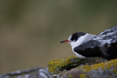 BUITEN BEELD Foto: 108550
