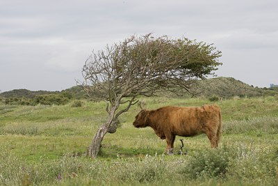 BUITEN BEELD Foto: 108565
