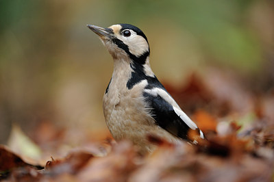 BUITEN BEELD Foto: 108585