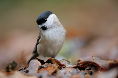 BUITEN BEELD Foto: 108612