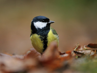 BUITEN BEELD Foto: 108616
