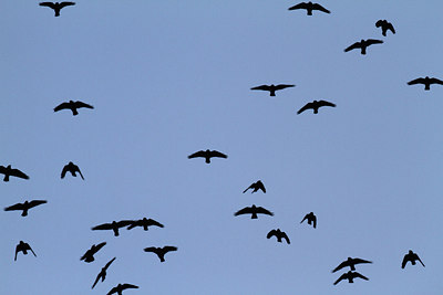 BUITEN BEELD Foto: 108664
