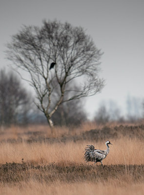 BUITEN BEELD Foto: 108668