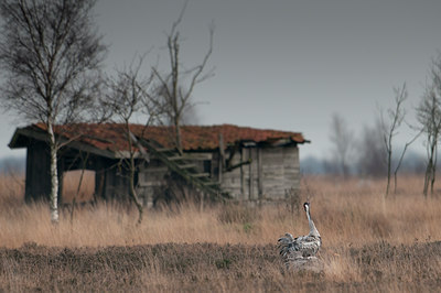 BUITEN BEELD Foto: 108669