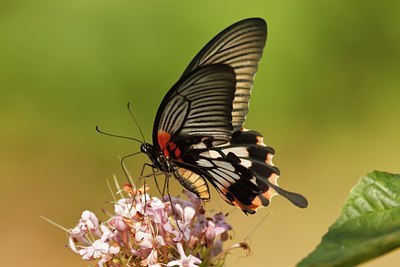 BUITEN BEELD Foto: 108672