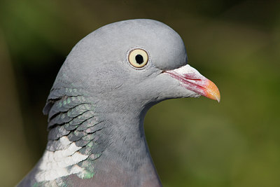 BUITEN BEELD Foto: 108673