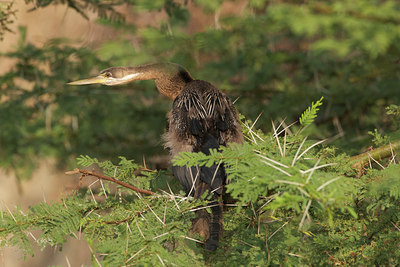 BUITEN BEELD Foto: 108697