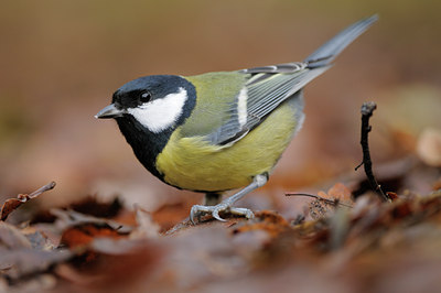 BUITEN BEELD Foto: 108723
