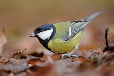 BUITEN BEELD Foto: 108724