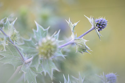 BUITEN BEELD Foto: 108815
