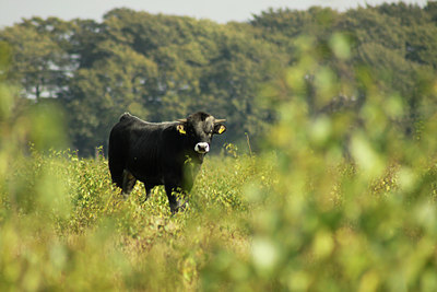 BUITEN BEELD Foto: 108840