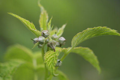 BUITEN BEELD Foto: 108873