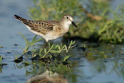 BUITEN BEELD Foto: 108900