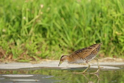 BUITEN BEELD Foto: 108911