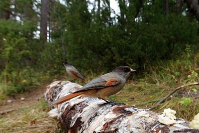 BUITEN BEELD Foto: 108941