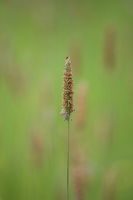 BUITEN BEELD Foto: 108955