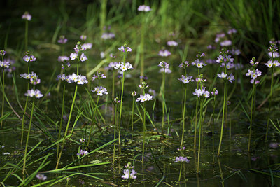 BUITEN BEELD Foto: 108963