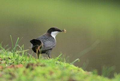 BUITEN BEELD Foto: 108972