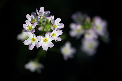 BUITEN BEELD Foto: 108973