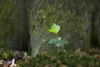 BUITEN BEELD Foto: 108976