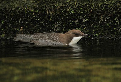 BUITEN BEELD Foto: 108981