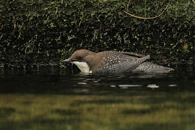BUITEN BEELD Foto: 108985