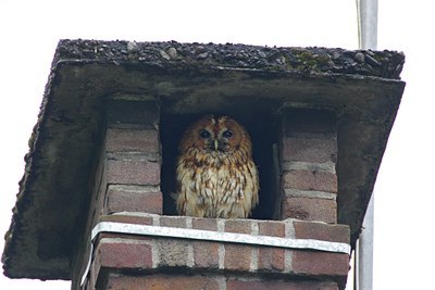 BUITEN BEELD Foto: 10062