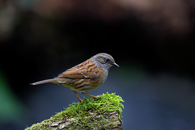 BUITEN BEELD Foto: 10066