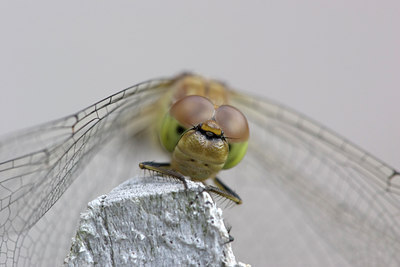 BUITEN BEELD Foto: 10099