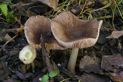 BUITEN BEELD Foto: 10239