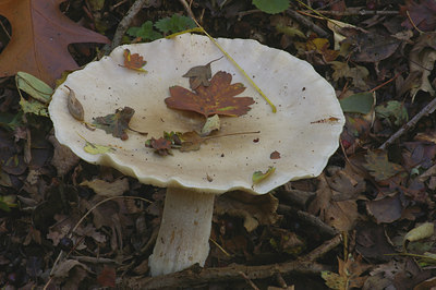 BUITEN BEELD Foto: 10274