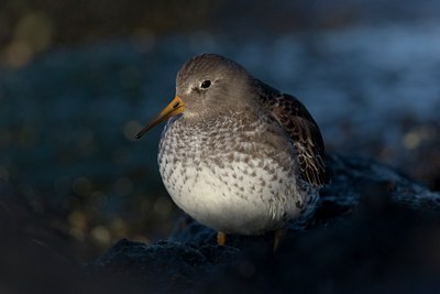 BUITEN BEELD Foto: 10337