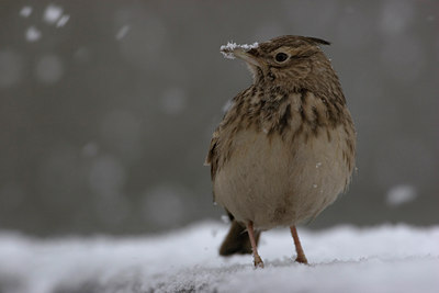 BUITEN BEELD Foto: 10344