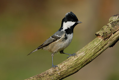 BUITEN BEELD Foto: 10367