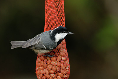 BUITEN BEELD Foto: 10373