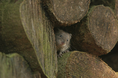BUITEN BEELD Foto: 10385