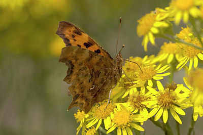 BUITEN BEELD Foto: 10404