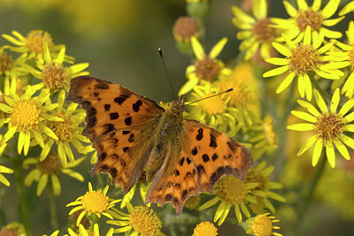 BUITEN BEELD Foto: 10406