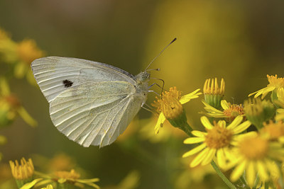 BUITEN BEELD Foto: 10418