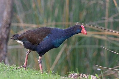 BUITEN BEELD Foto: 10423