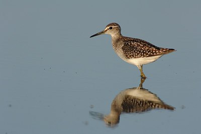 BUITEN BEELD Foto: 10439