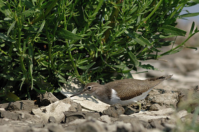 BUITEN BEELD Foto: 10454