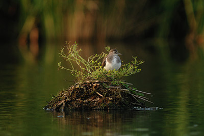 BUITEN BEELD Foto: 10456