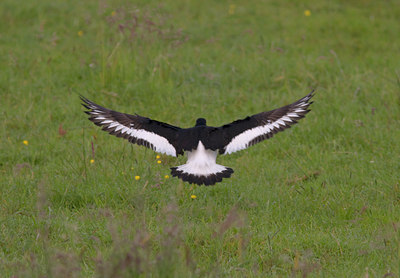BUITEN BEELD Foto: 10466
