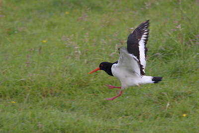 BUITEN BEELD Foto: 10467