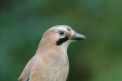 BUITEN BEELD Foto: 10479