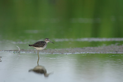 BUITEN BEELD Foto: 10480