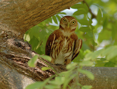 BUITEN BEELD Foto: 10482