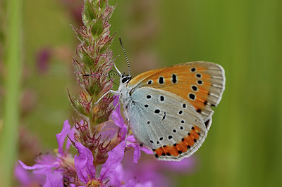 BUITEN BEELD Foto: 10483